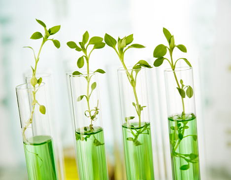 BIOTECNOLOGÍA AGRÍCOLA 8 "A"