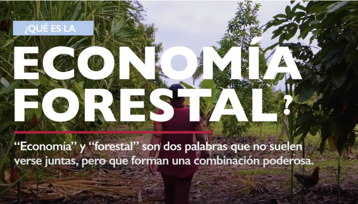 Economía Forestal 