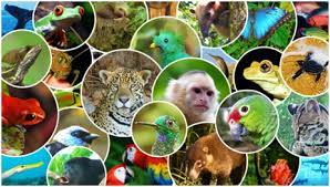 MANEJO DE FAUNA SILVESTRE