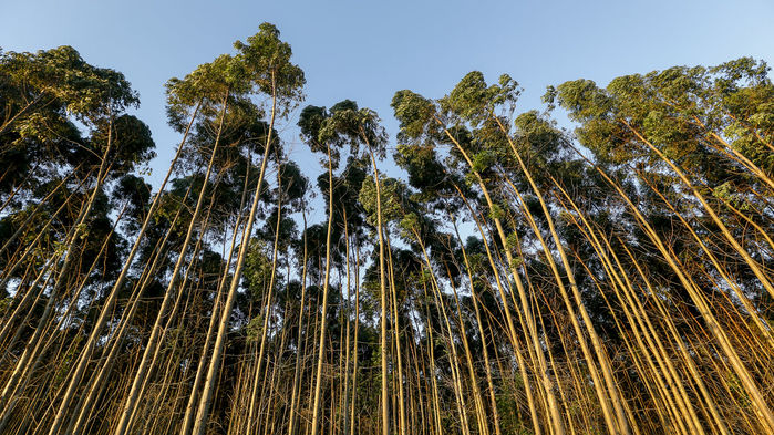 Genética Forestal