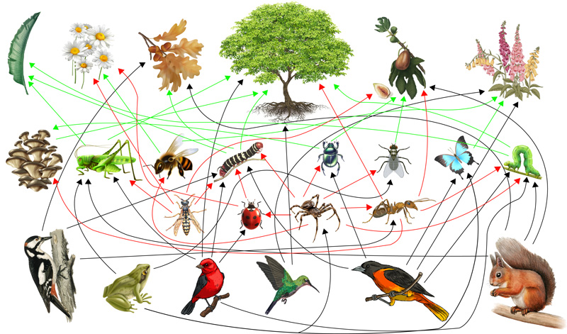 Ecología II