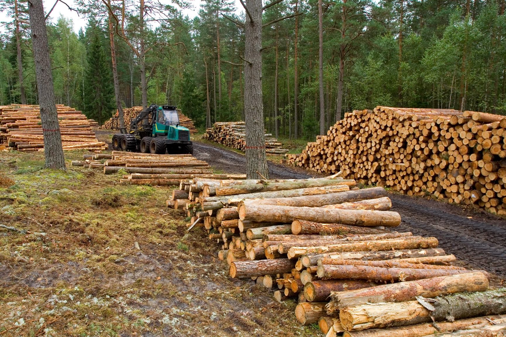 ABASTECIMIENTO FORESTAL 2026