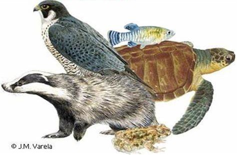 CORDADOS