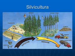 SILVICULTURA