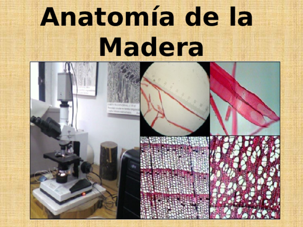 ANATOMÍA DE LA MADERA
