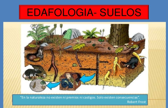 EDAFOLOGIA 