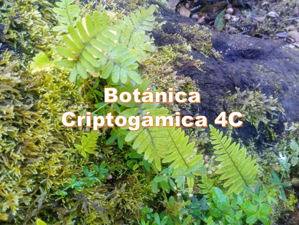 Botánica Criptogámica 4C