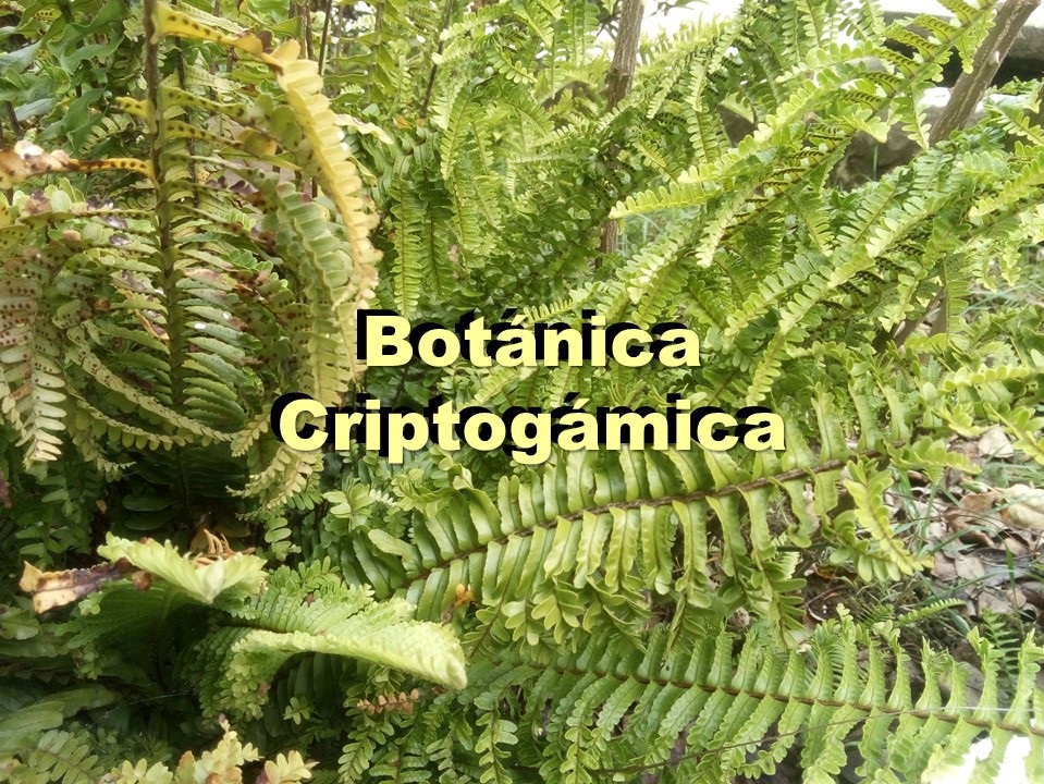 Botánica Criptogámica 4A