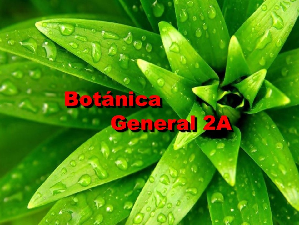 Botánica General 2A