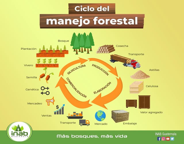 MANEJO FORESTAL 8C-2026
