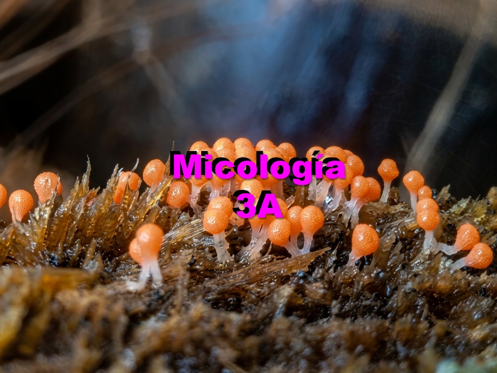 MICOLOGÍA 3A