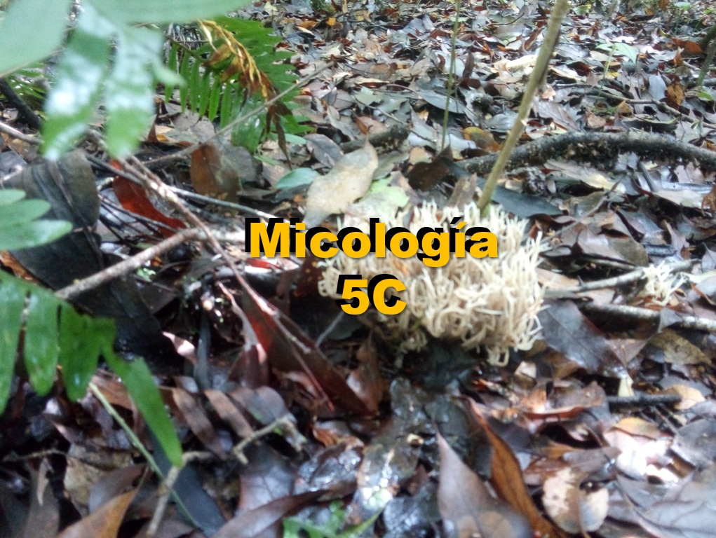 MICOLOGÍA 5C