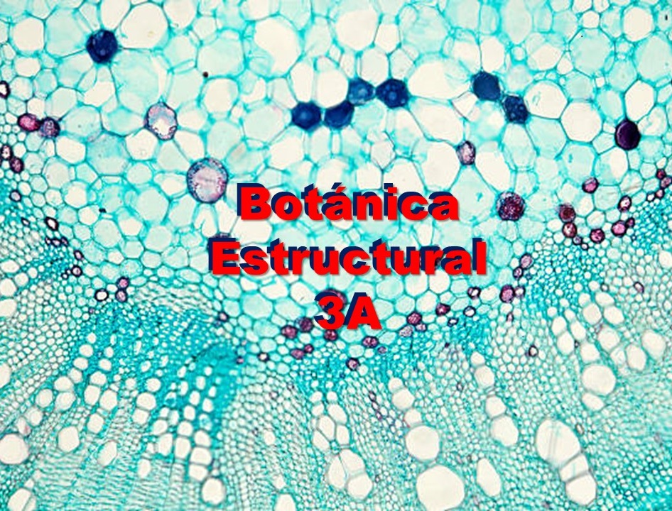BOTÁNICA ESTRUCTURAL 3A