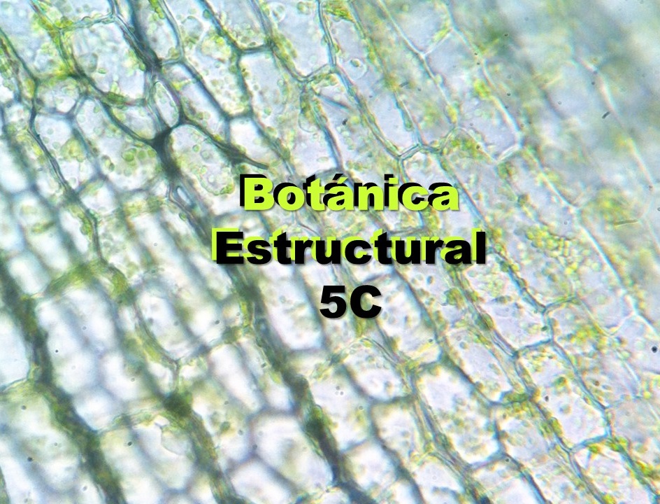 BOTÁNICA ESTRUCTURAL 3C